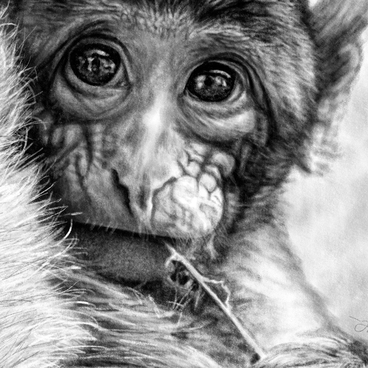 Macaque Baby Drawing Close-up - The Thriving Wild