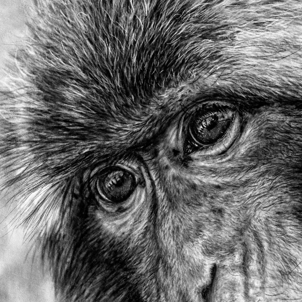 Macaque Eyes Drawing Close-up - The Thriving Wild
