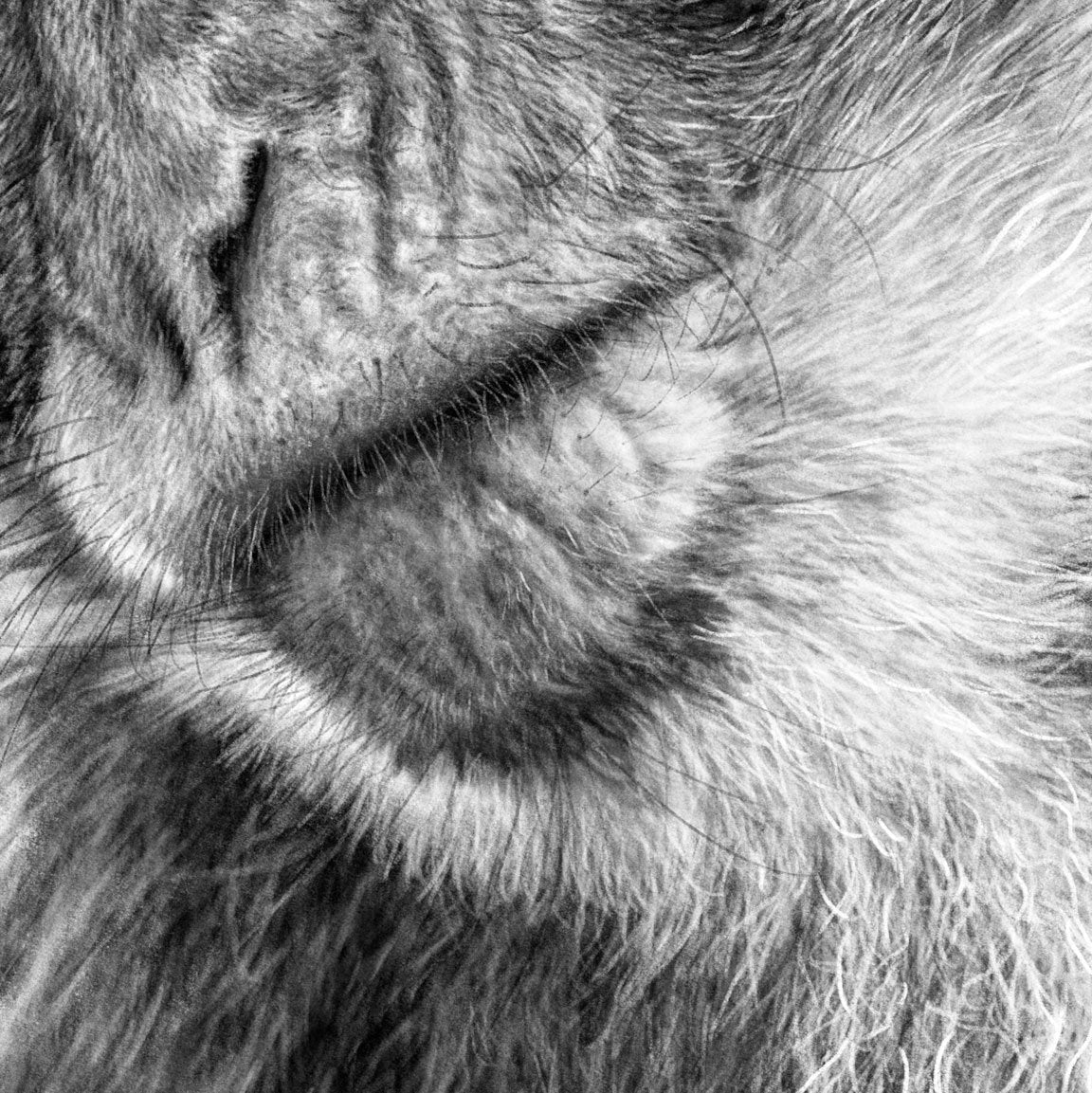 Macaques Drawing Close-up - The Thriving Wild