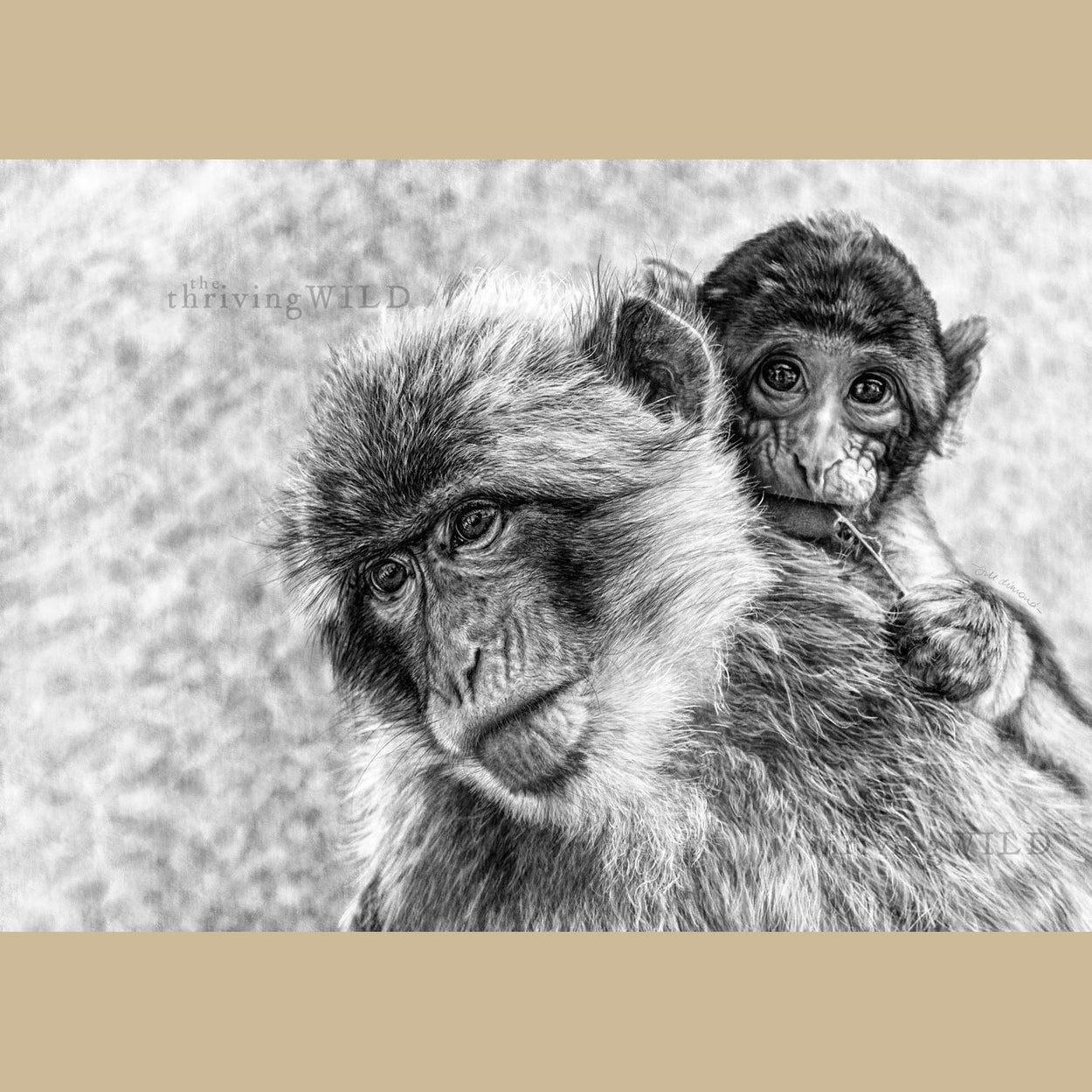 Macaques Mother & Baby Digital Drawing - The Thriving Wild
