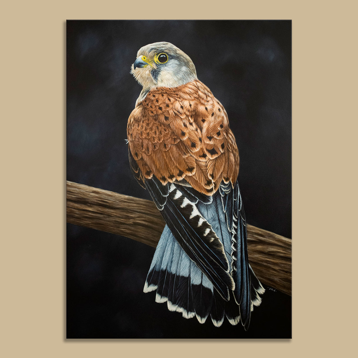 Male Kestrel Painting on Canvas - Bird Art by Jill Dimond