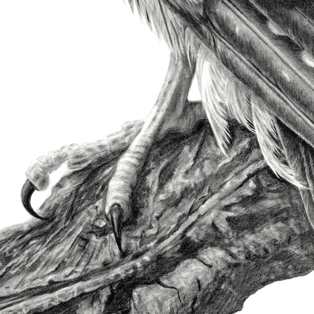 Merlin Bird of Prey Foot Close-up Drawing - The Thriving Wild