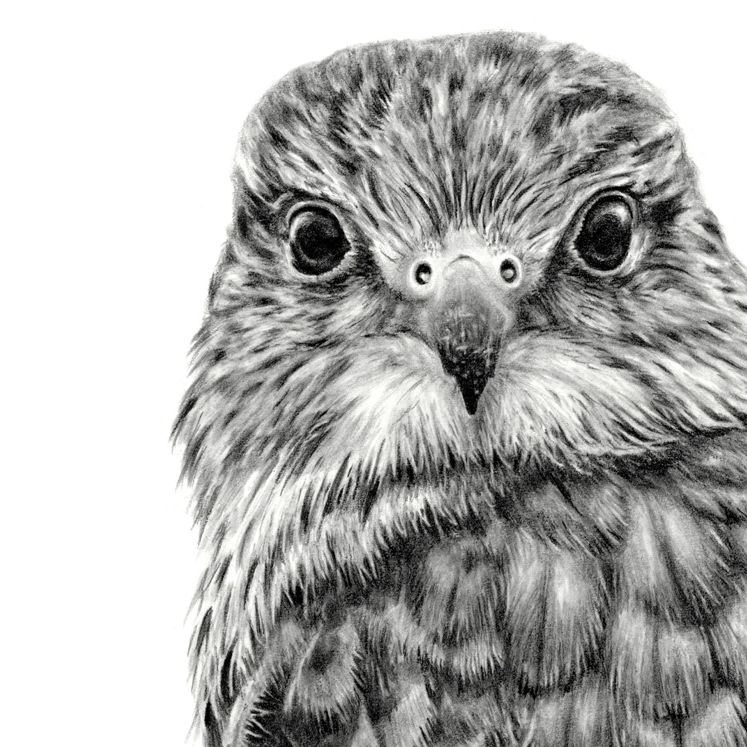 Original Female Merlin Pencil Drawing (falco columbarius) — TheThrivingWild