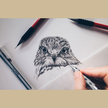 Merlin Drawing in Progress - The Thriving Wild