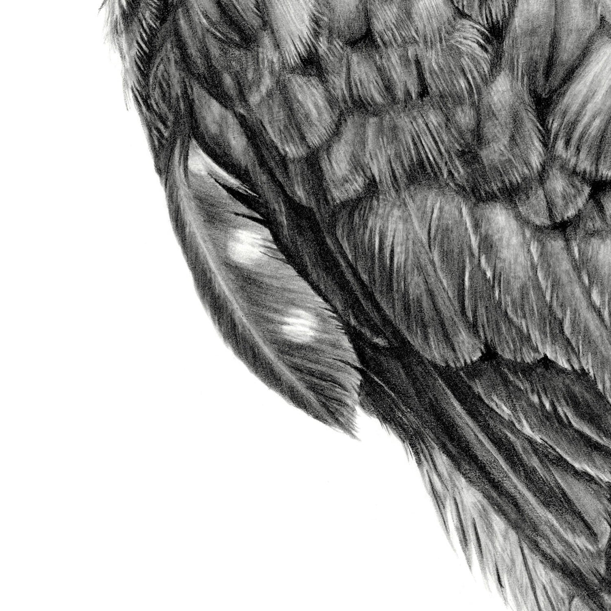 Merlin Feathers Drawing Close-up 2 - The Thriving Wild