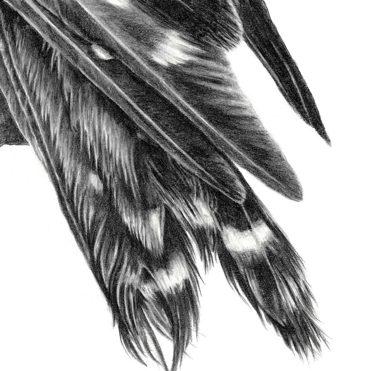 Merlin Tail Drawing Close-up - The Thriving Wild