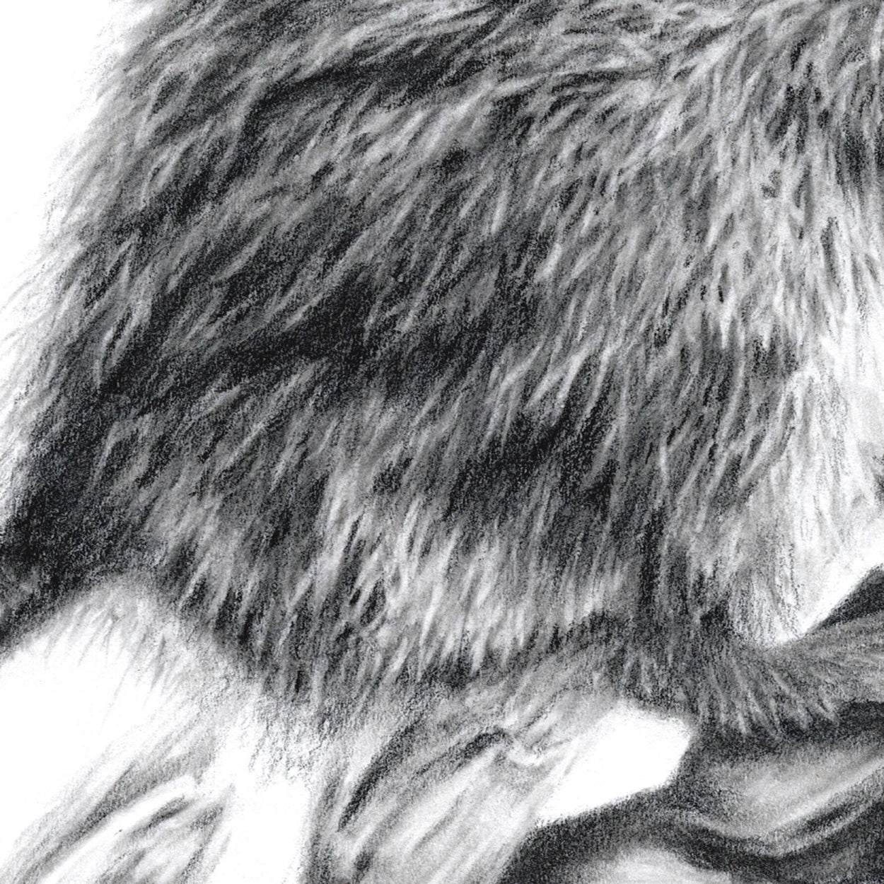 Mouse Drawing Close-up - The Thriving Wild