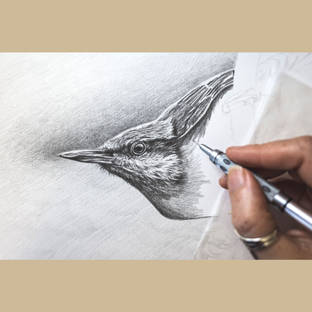 Nuthatch progress photo pencil drawing - The Thriving Wild