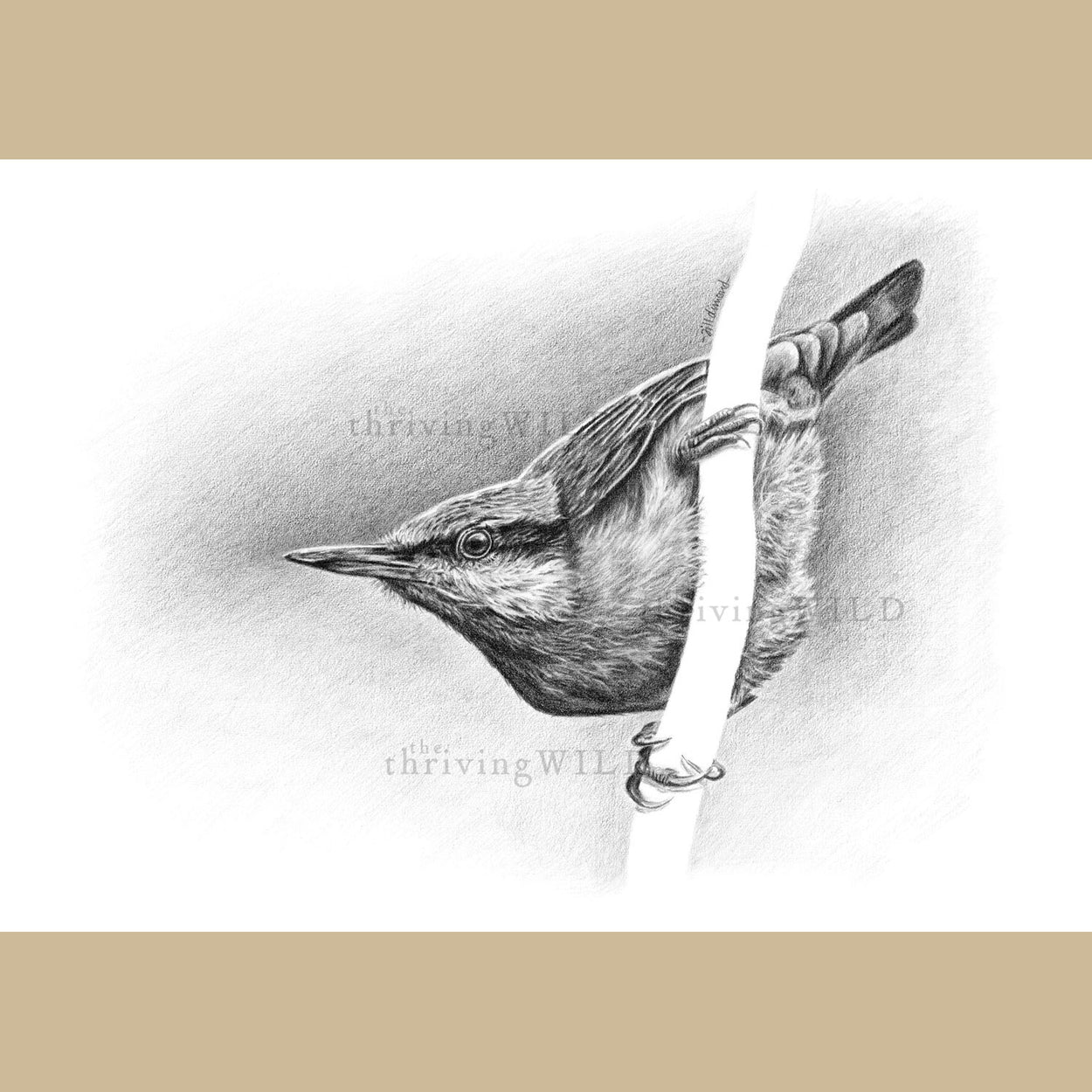 Nuthatch Bird Pencil Drawing - The Thriving Wild - Jill Dimond