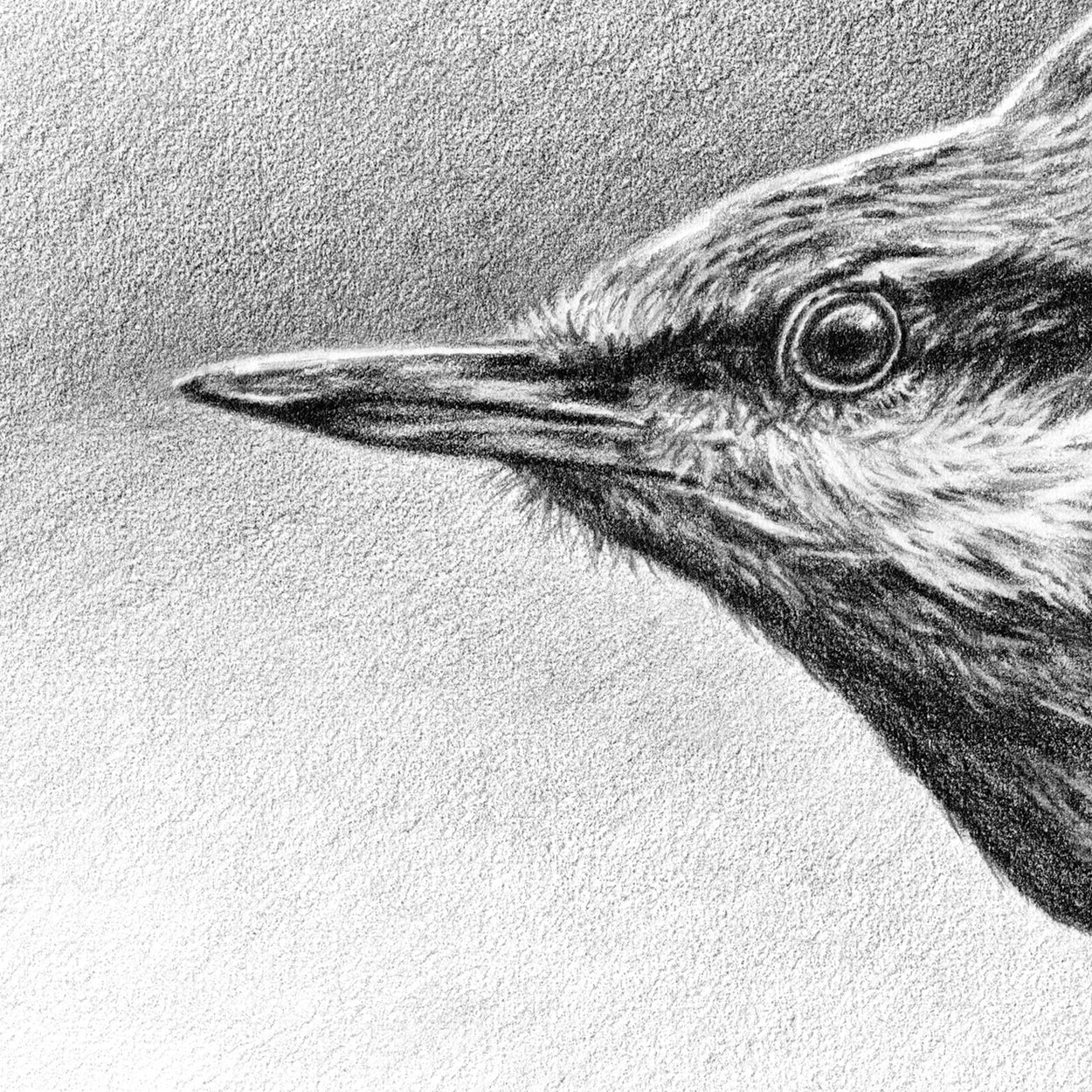 Nuthatch Drawing Close-up 1 - The Thriving Wild