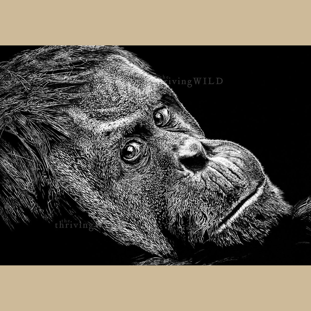 Orangutan Wildlife Pen Drawing - The Thriving Wild