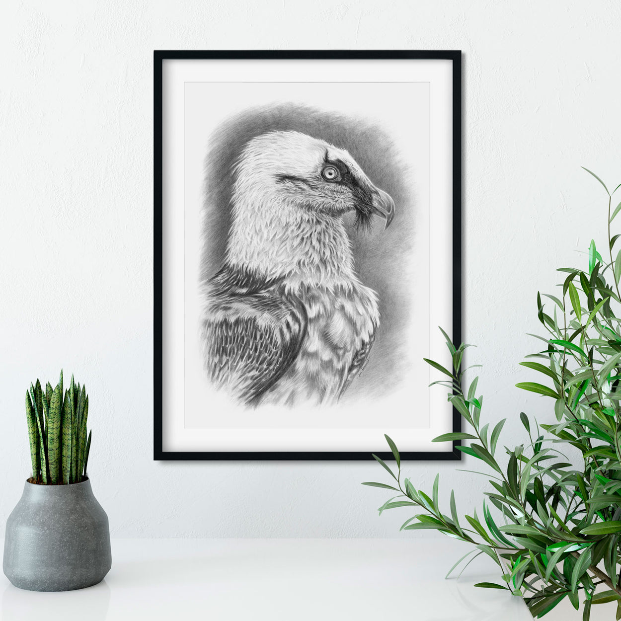 Original Bearded Vulture Lammergeier Drawing on Wall - The Thriving Wild