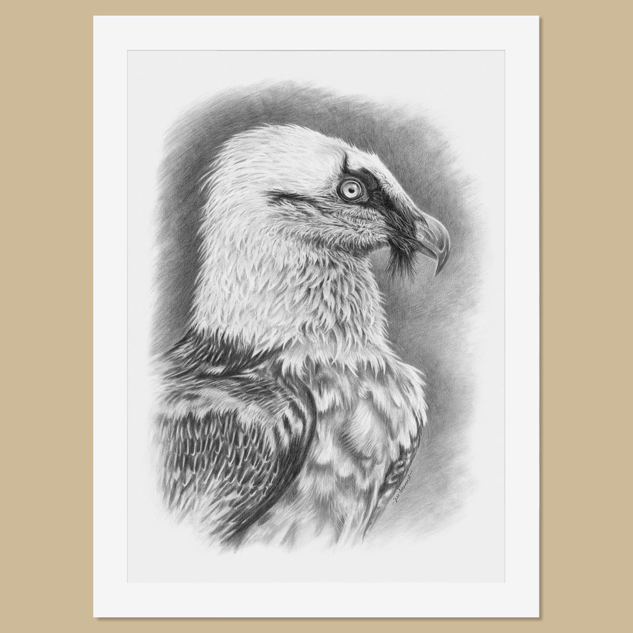 Original Bearded Vulture Pencil Drawing - The Thriving Wild - Jill Dimond
