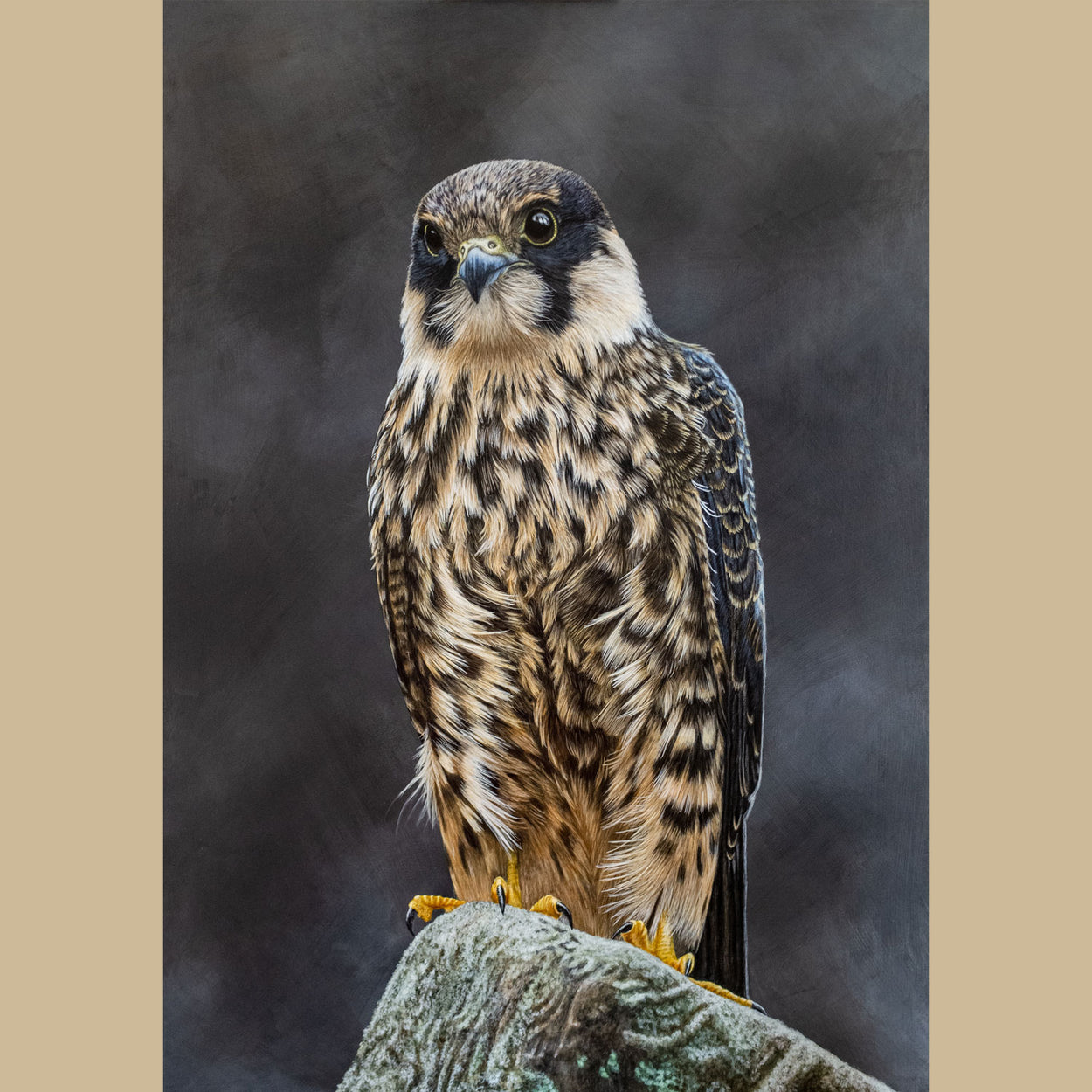 Original Eurasian Hobby Acrylic Painting by Jill Dimond - The Thriving Wild