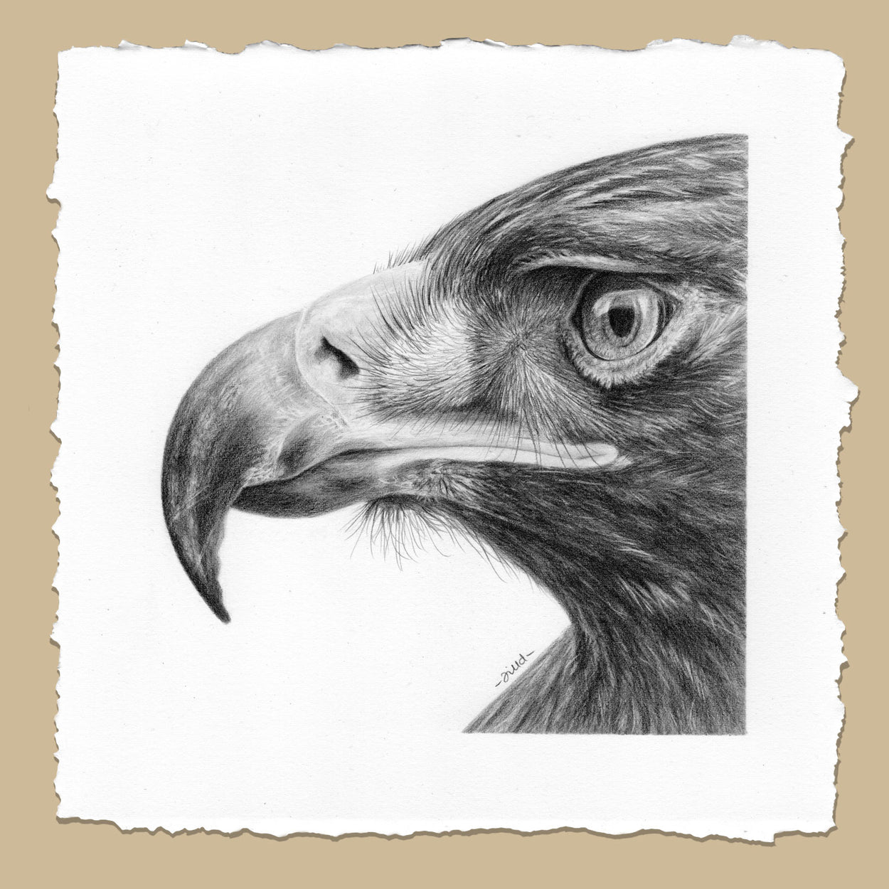 How to Draw an Eagle Head - Easy Drawing Art