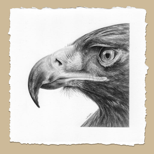 Original Golden Eagle Portrait Pencil Drawing - Jill Dimond - TheThrivingWild