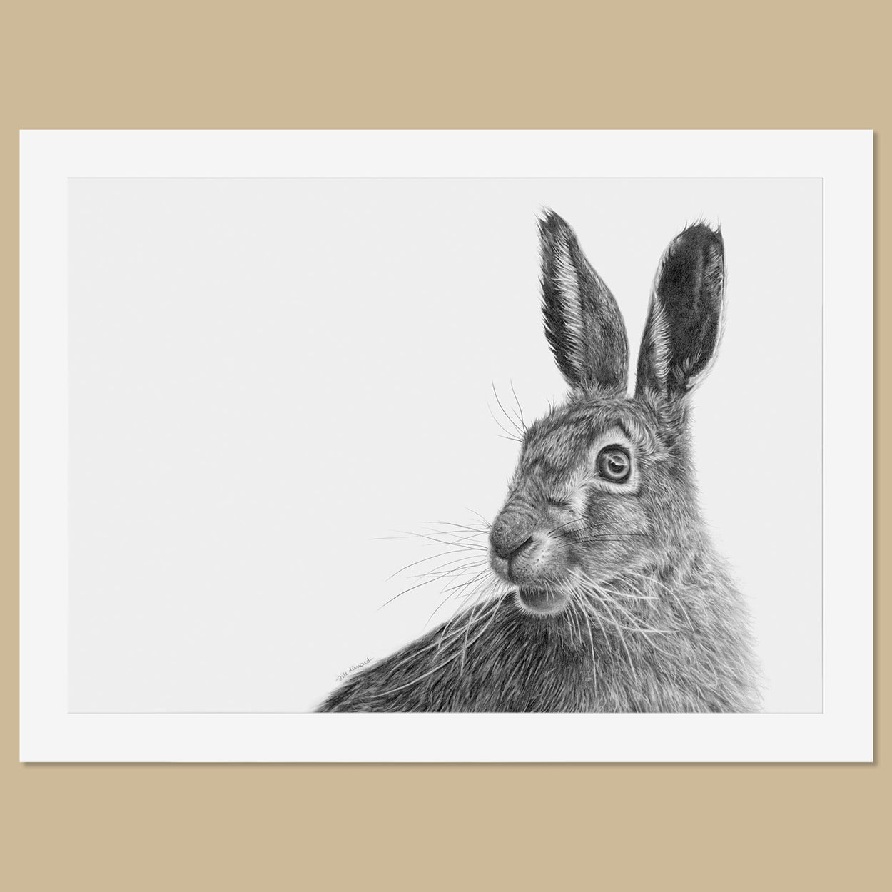 Original Hare Pencil Drawing - The Thriving Wild - Jill Dimond