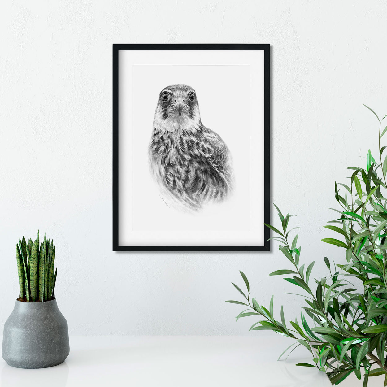 Original Hobby Bird of Prey Drawing on Wall - The Thriving Wild