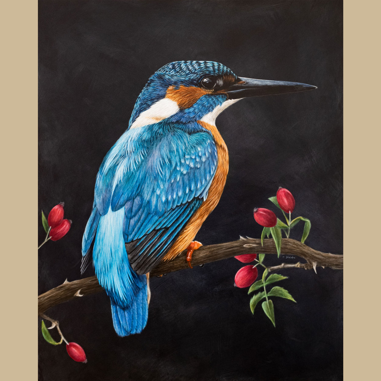 Original Male Kingfisher Painting Alcedo Atthis by Jill Dimond Bird Artist