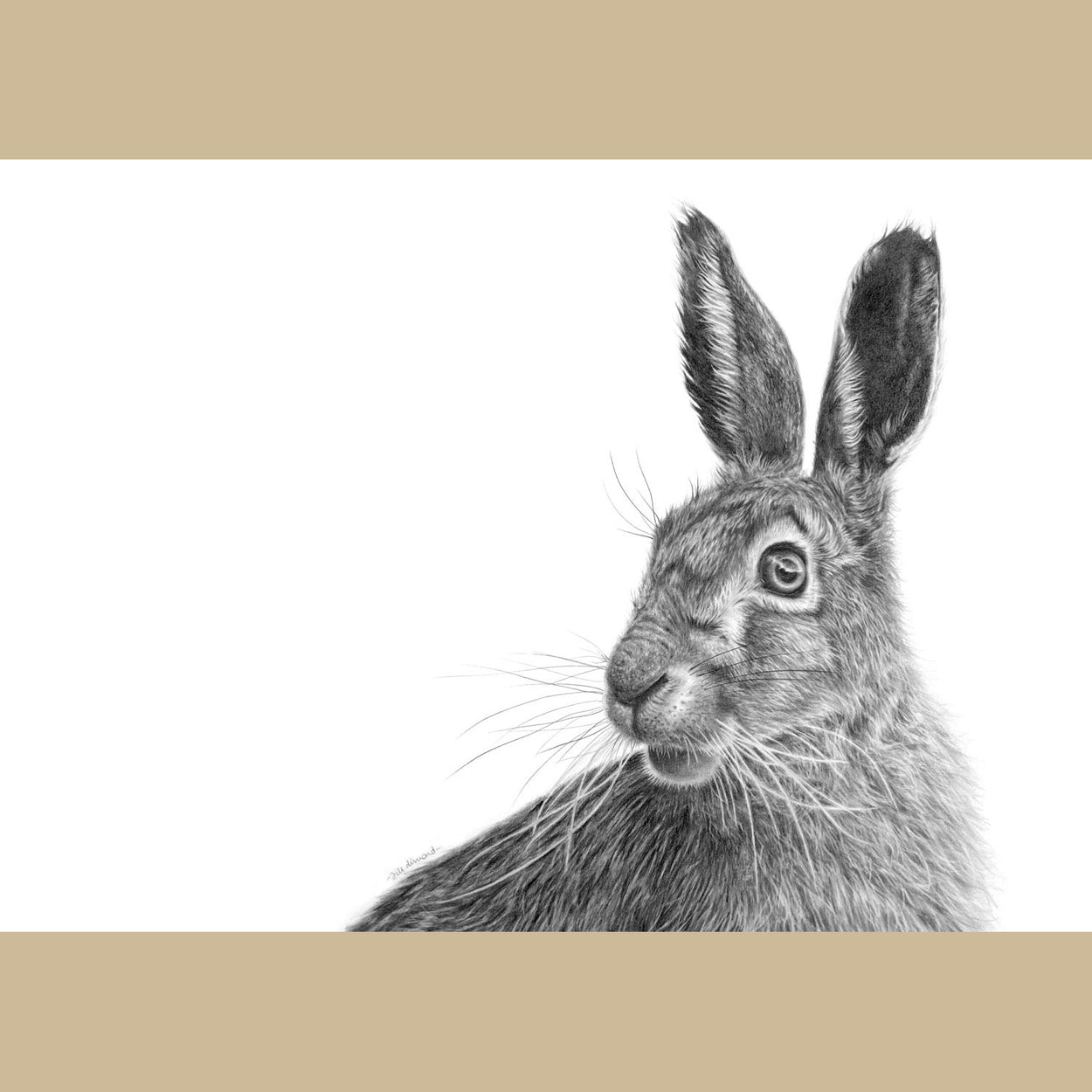 Original March Hare Pencil Drawing Wildlife - The Thriving Wild - Jill Dimond
