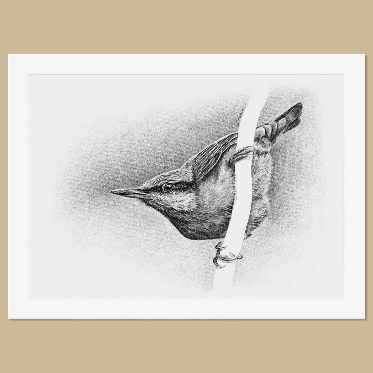 Original Nuthatch Pencil Drawing - The Thriving Wild - Jill Dimond
