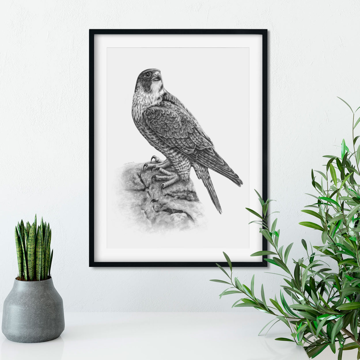 Original Peregrine Drawing on Wall - The Thriving Wild