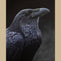 Original Raven Acrylic Painting by Jill Dimond - corvus corax - The Thriving Wild