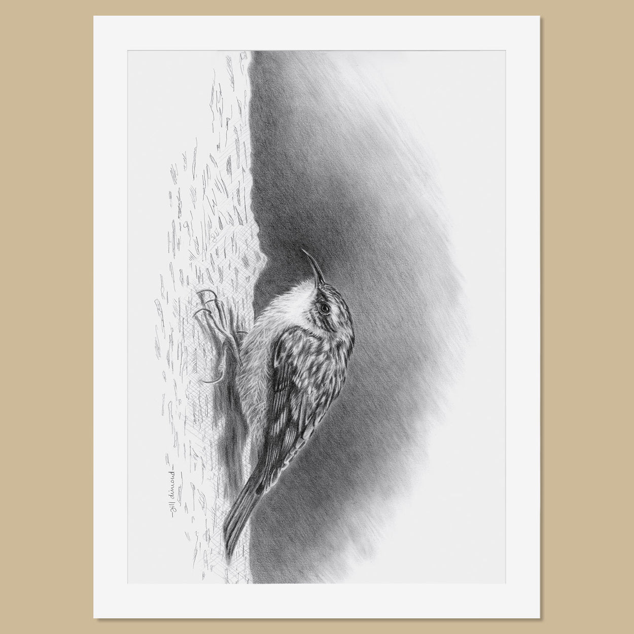 Original Treecreeper Pencil Drawing - The Thriving Wild - Jill Dimond