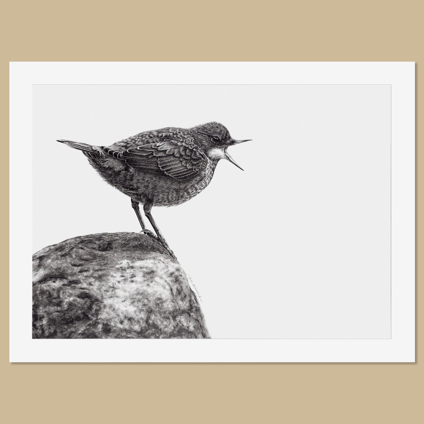 Original Dipper Pencil Drawing - The Thriving Wild