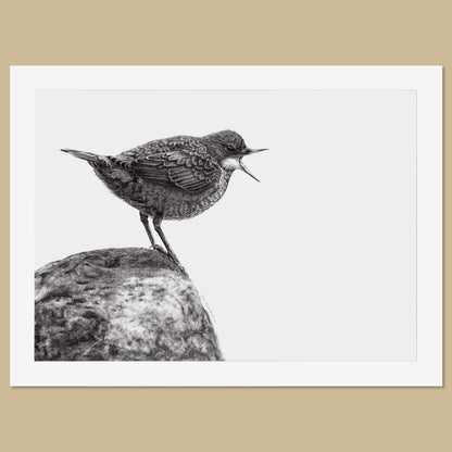 Original Dipper Pencil Drawing - The Thriving Wild