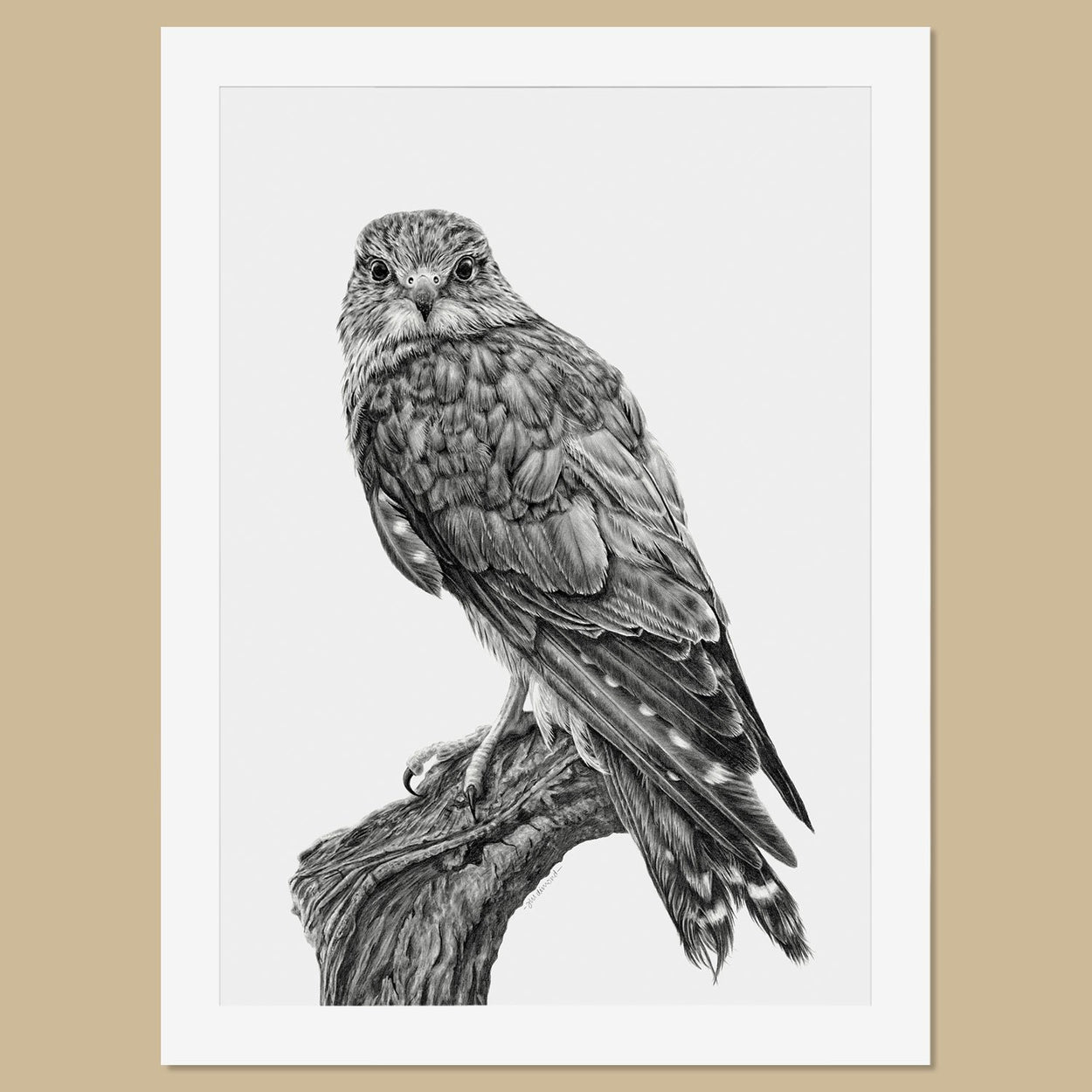 Original Female Merlin Pencil Drawing - The Thriving Wild