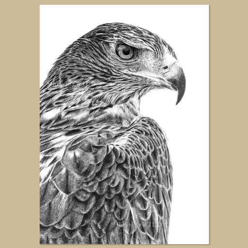 Original Golden Eagle Pencil Drawing - The Thriving Wild