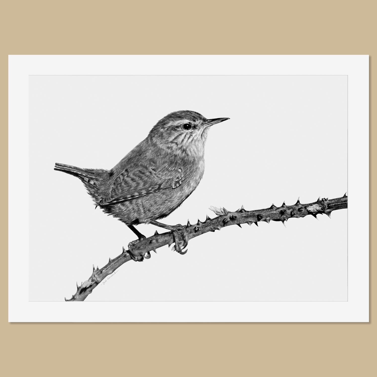 Original Wren Pencil Drawing - The Thriving Wild