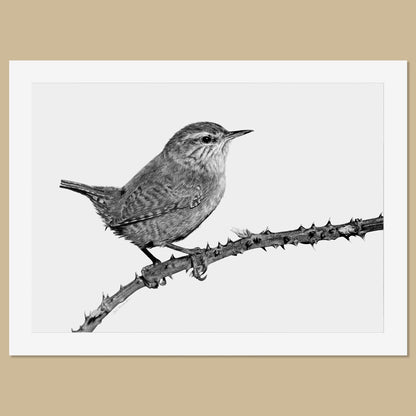 Original Wren Pencil Drawing - The Thriving Wild