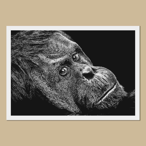 Orangutan Wildlife Pen Drawing - The Thriving Wild