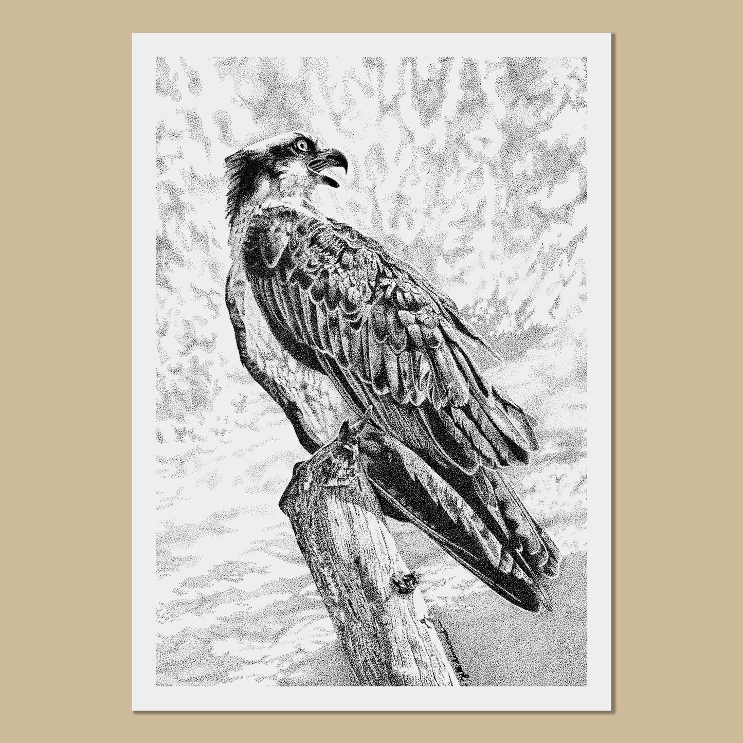 Osprey Art Prints - The Thriving Wild