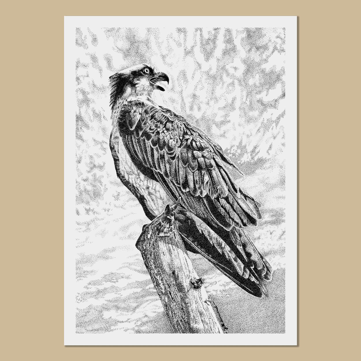 Osprey Art Prints - The Thriving Wild