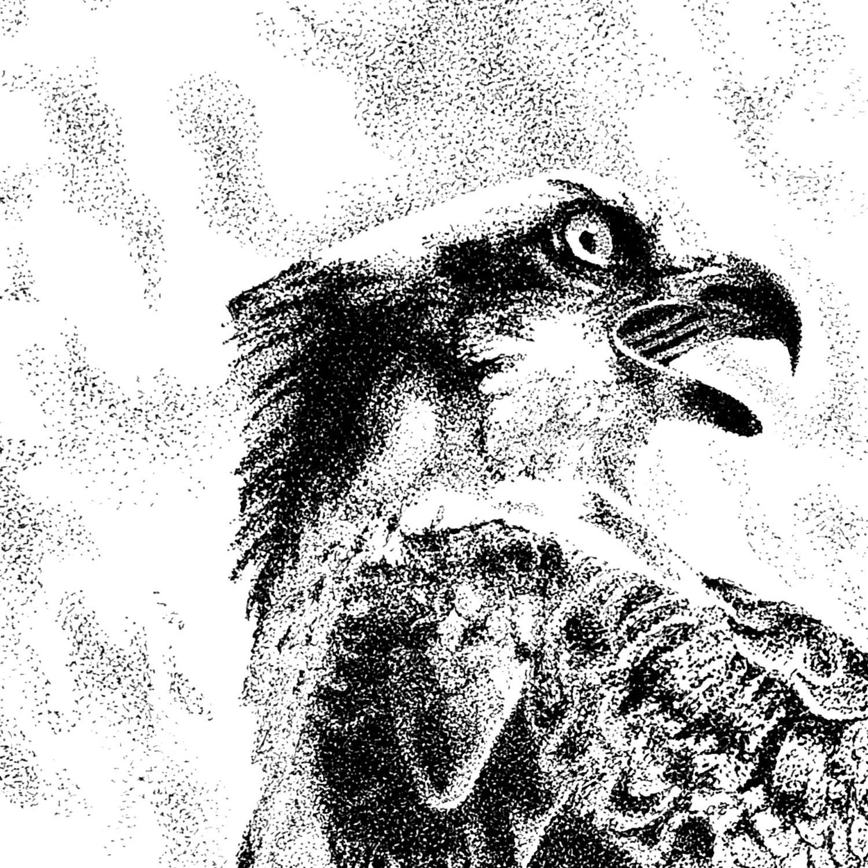 Osprey Pen Stippling Close-up - The Thriving Wild