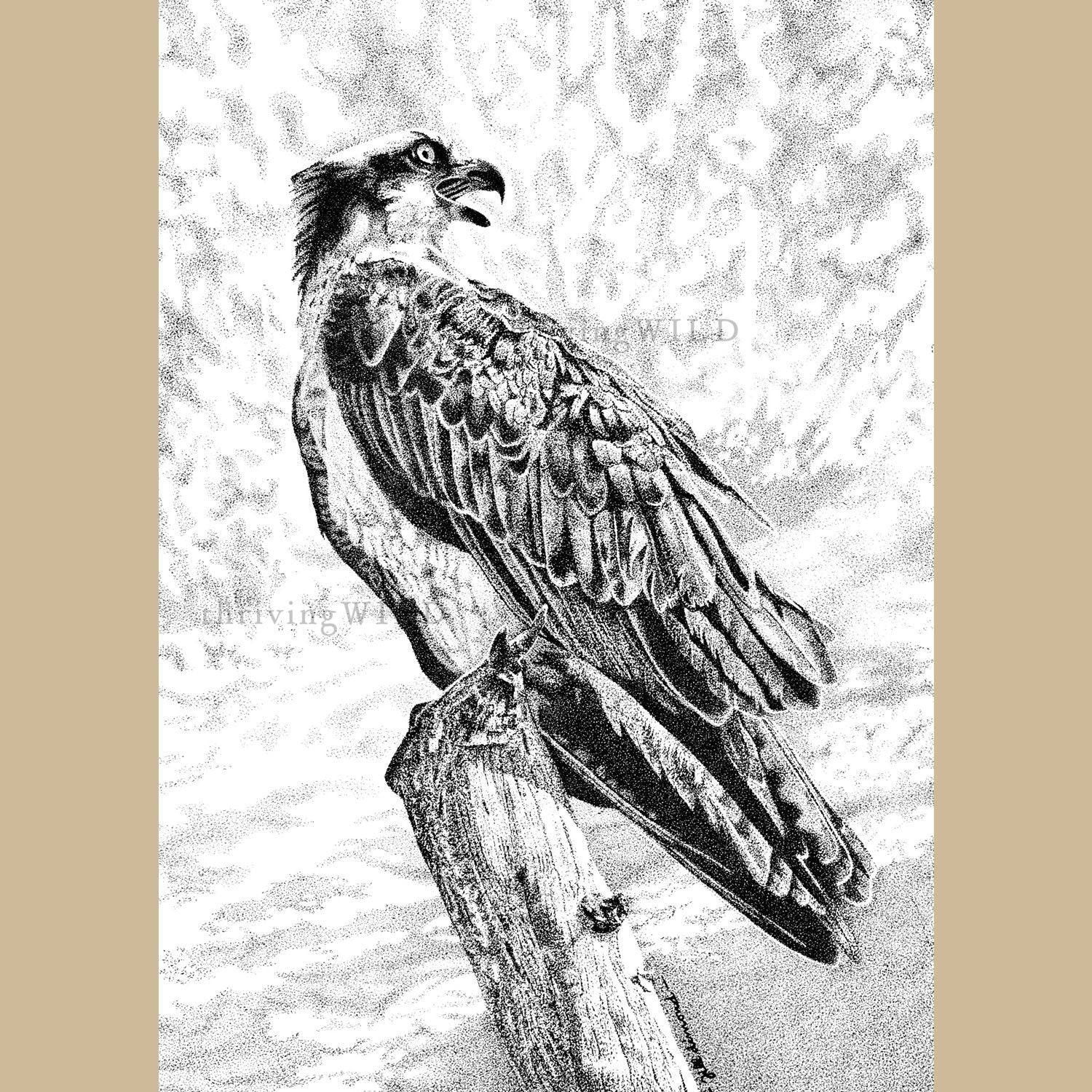 Osprey Pen Stippling Drawing - The Thriving WIld
