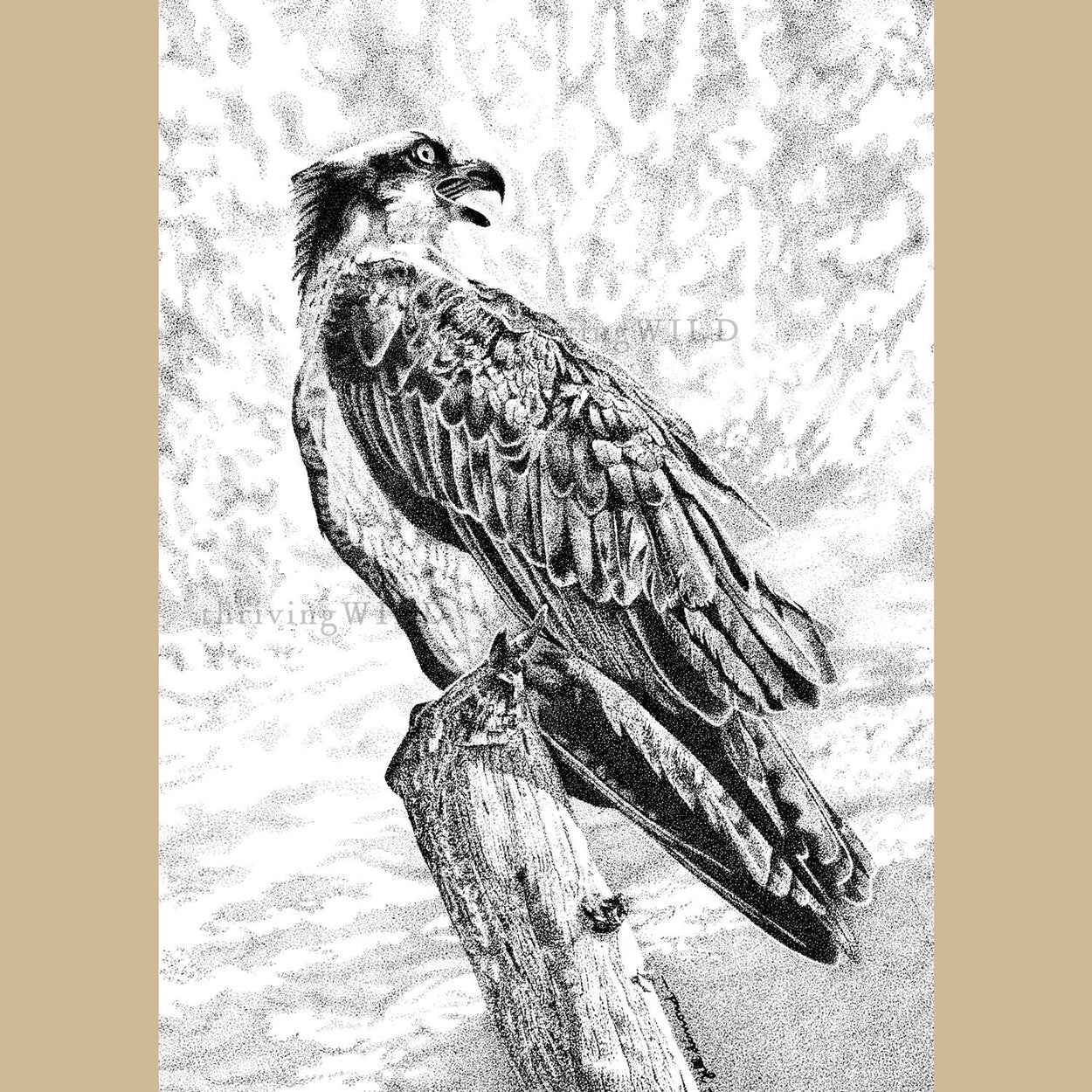 Osprey Pen Stippling Drawing - The Thriving Wild