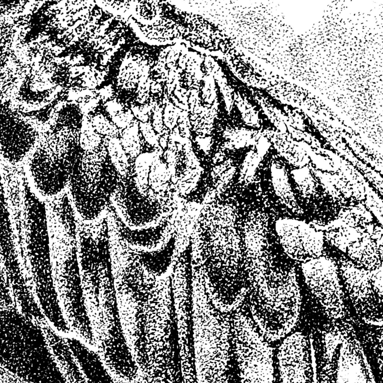 Osprey Wing Close-up Pen Drawing - The Thriving Wild