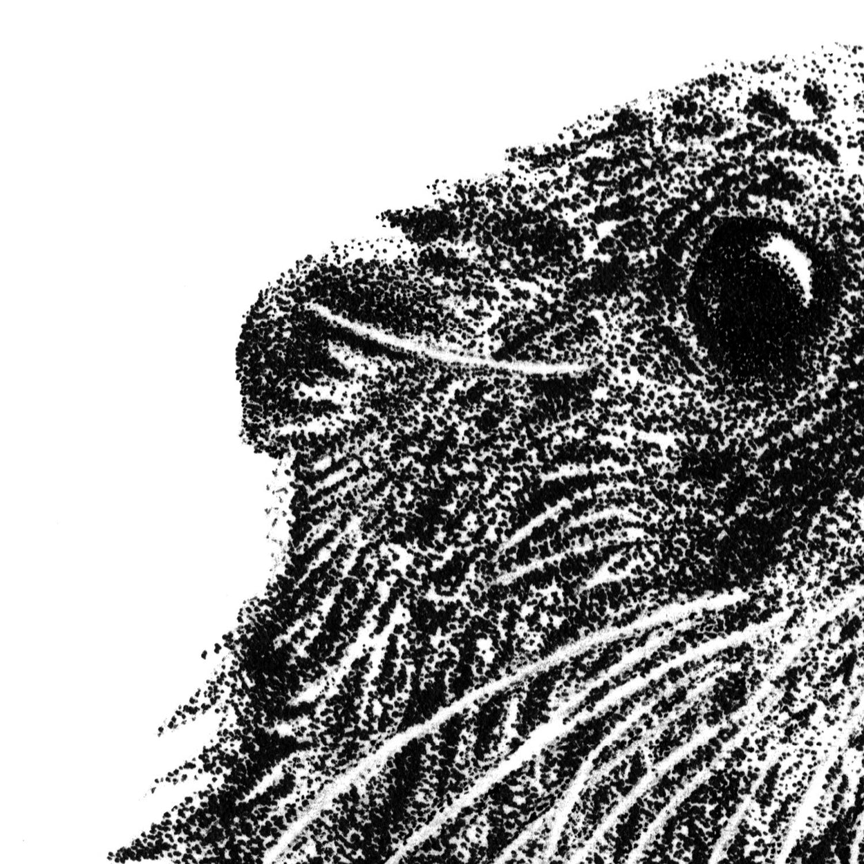 Otter Pen Stippling Close-up - The Thriving Wild