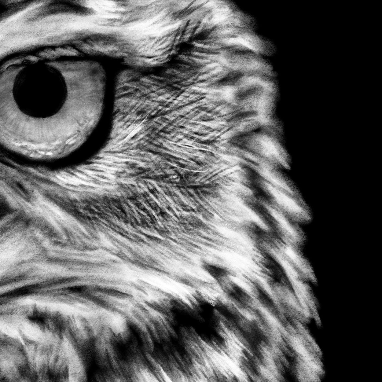Owl Bird Procreate Digital Drawing Close-up - The Thriving Wild