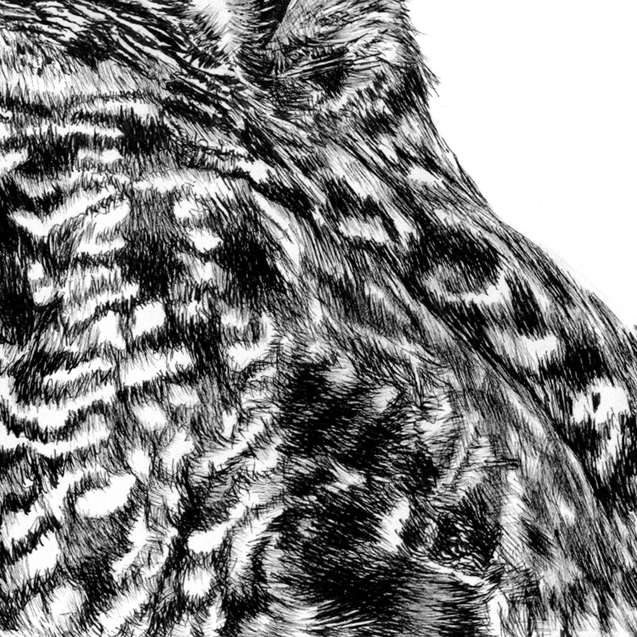 Owl Pen Drawing Close-up - The Thriving Wild