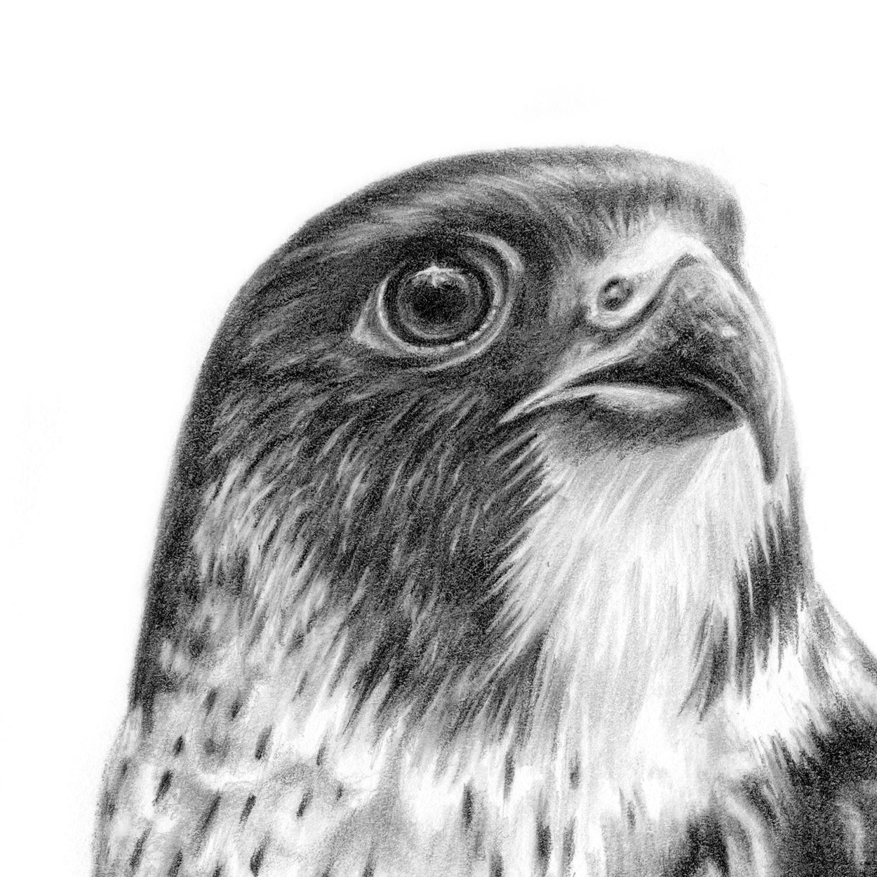 Peregrine Drawing Close-up 1 - The Thriving Wild