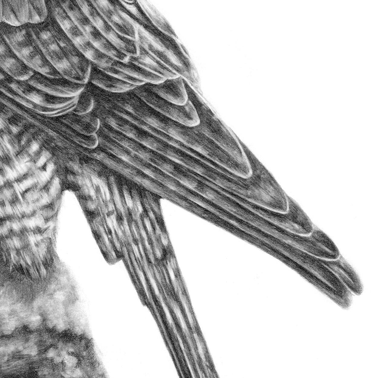 Peregrine Drawing Close-up 3 - The Thriving Wild