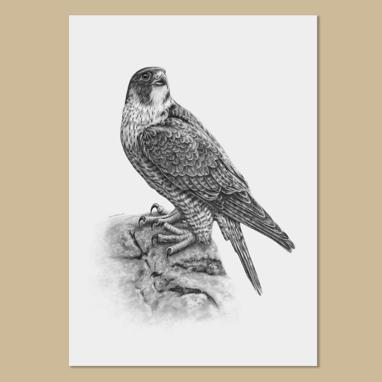 Peregrine Falcon Art Prints - The Thriving Wild - Jill Dimond