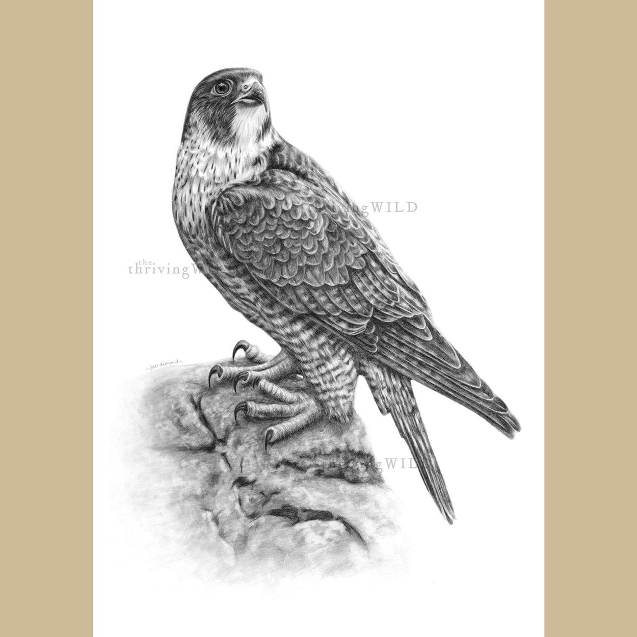 Peregrine Falcon Pencil Drawing - The Thriving Wild - Jill Dimond
