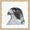 Peregrine Falcon Portrait Pencil Drawing by Jill Dimond - TheThrivingWild