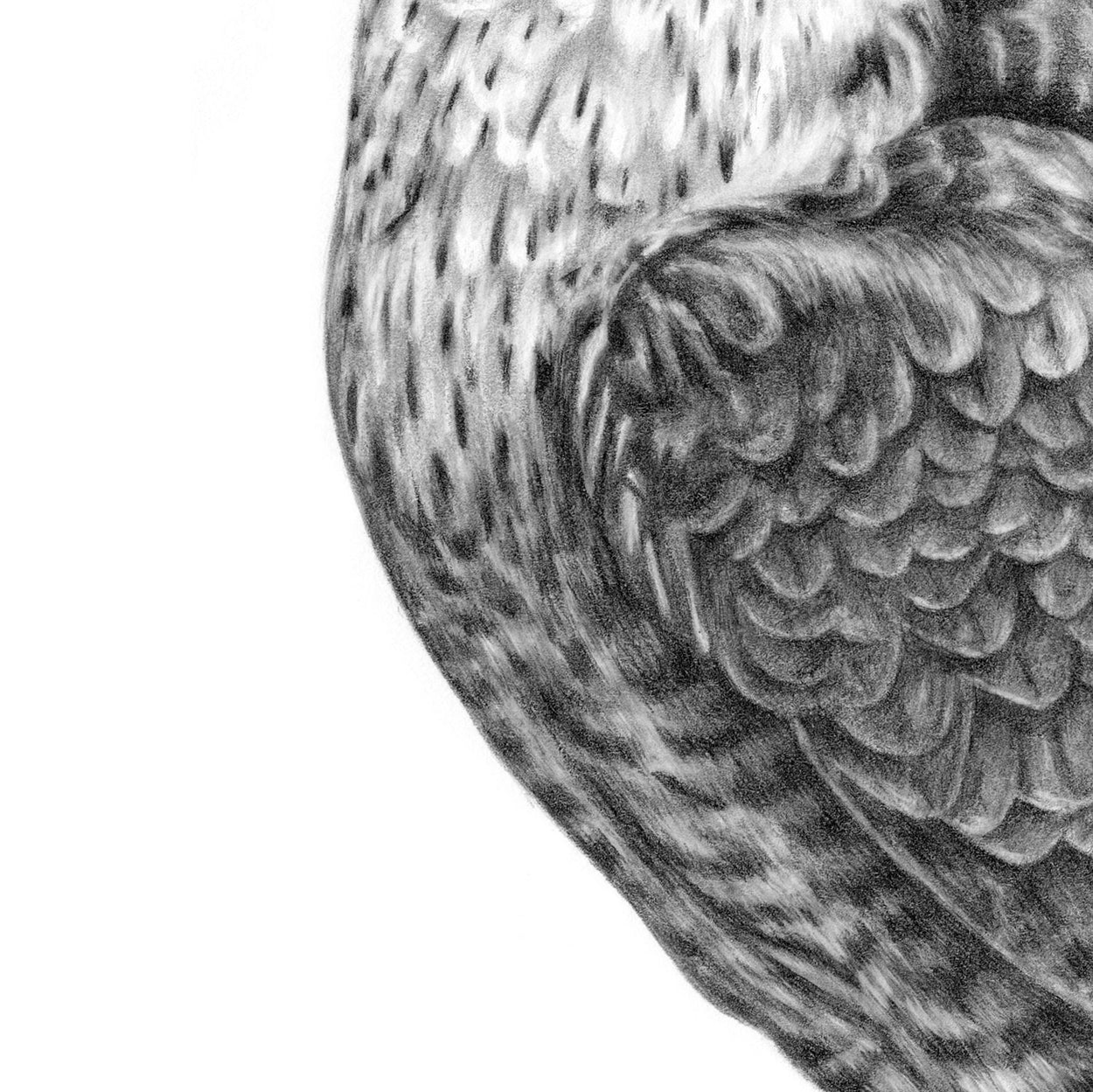 Peregrine Pencil Drawing Close-up 2 - The Thriving Wild - Jill Dimond